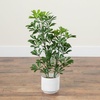 image:imageNearly Natural 31 in UVResistant Artificial Schefflera Tree