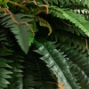 image:imageNearly Natural 31in Artificial Boston Fern Plant on Display Stand in Removal Patina Metal Planter Fake Ferns for Living Room Bedroom Office Home Dcor