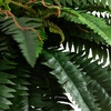 image:imageNearly Natural 31in Artificial Boston Fern Plant on Display Stand in Removal Patina Metal Planter Fake Ferns for Living Room Bedroom Office Home Dcor