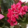 image:imageNearly Natural 34 in Artificial Bougainvillea Topiary with Wood Box