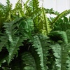 image:imageNearly Natural 39in Boston Fern Artificial Plant in Metal Hanging Bowl