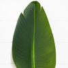 image:imageNearly Natural 40Inch Artificial Travelers Palm Stems  Set of 6