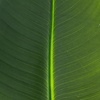 image:imageNearly Natural 40Inch Artificial Travelers Palm Stems  Set of 6
