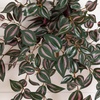 image:imageNearly Natural 41in UV Resistant Artificial Wandering Jew Hanging Plant IndoorOutdoor Set of 324in
