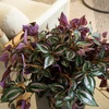 image:imageNearly Natural 41in UV Resistant Artificial Wandering Jew Hanging Plant IndoorOutdoor Set of 324in