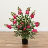 image:imageNearly Natural 42 in Artificial Bougainvillea Tree with Pink Blooms