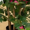 image:imageNearly Natural 42 in Artificial Bougainvillea Tree with Pink Blooms