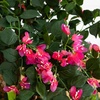 image:imageNearly Natural 42 in Artificial Bougainvillea Tree with Pink Blooms