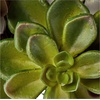 image:imageNearly Natural 4798 Artificial Succulent Wreath 15inch diameter Green20x20x20