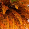 image:imageNearly Natural 48Inch Autumn Artificial Fall Boston Fern Set of 2  Harvest Season Foliage Mimics Turning Leaves of Autumn
