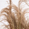 image:imageNearly Natural 4ft Artificial Pampas Grass  Lifelike Indoor Faux Plant for Home Dcor