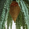 image:imageNearly Natural 50 in Artificial Giant Boston Fern Hanging Cone Room Decor