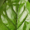image:imageNearly Natural 54 in Artificial Fiddle Leaf Tree RealTouch Floor Plant
