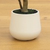 image:imageNearly Natural 6 ft Artificial Olive Tree in White Decorative Planter4ft