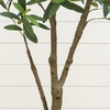 image:imageNearly Natural 6 ft Artificial Olive Tree in White Decorative Planter4ft