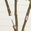 image:imageNearly Natural 6 ft Artificial Olive Tree in White Decorative Planter5ft