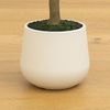 image:imageNearly Natural 6 ft Artificial Olive Tree in White Decorative Planter5ft