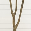 image:imageNearly Natural 6 ft Artificial Olive Tree in White Decorative Planter6ft