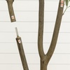 image:imageNearly Natural 6 ft Artificial Olive Tree in White Decorative Planter7ft
