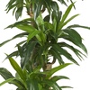 image:imageNearly Natural 62IN Artificial Corn Stalk Dracaena Plant Tall Fake Plant for Indoor Home Dcor Real Touch Faux Plant