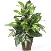 image:imageNearly Natural 6527 Greens with Wicker Decorative Silk Plant Green 30 in x 9 in x 75 inGreen