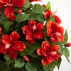 image:imageNearly Natural 6667 Hibiscus with Vase Decorative Silk Plant Red 24 x 24 x 19