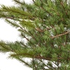 image:imageNearly Natural 7 ft Vancouver Mountain Pine Artificial Christmas Tree