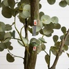 image:imageNearly Natural 7ft Artificial Greco Eucalyptus Tree
