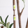 image:imageNearly Natural 7ft Artificial Olive Tree  Minimalist Faux Olive Plant with MultiTone Leaves Faux Olives and Bendable Branches Includes White Decorative Planter