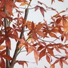 image:imageNearly Natural 7ft Autumn Japanese Maple Artificial Fall Tree  CopperyRed Foliage  Indoor Decor  No Maintenance
