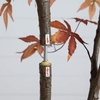 image:imageNearly Natural 7ft Autumn Japanese Maple Artificial Fall Tree  CopperyRed Foliage  Indoor Decor  No Maintenance