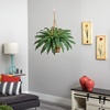 image:imageNearly Natural Boston Fern Hanging Basket
