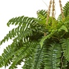 image:imageNearly Natural Boston Fern Hanging Basket
