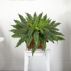 image:imageNearly Natural Boston Fern in Metallic PlanterGreen