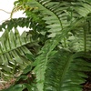 image:imageNearly Natural Boston Fern in Metallic PlanterGreen