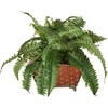 image:imageNearly Natural Boston Fern in Metallic PlanterGreen