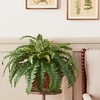 image:imageNearly Natural Boston Fern in Metallic PlanterGreen