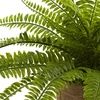 image:imageNearly Natural Boston Fern with Burlap Planter Set of 2