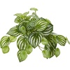 image:imageNearly Natural 11in Watermelon Peperomia Hanging Artificial Bush Plant Set of 12 Real Touch