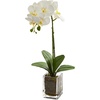 image:imageNearly Natural 20 in Artificial Phalaenopsis Orchid Arrangement in VaseCream