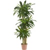 image:imageNearly Natural 62IN Artificial Corn Stalk Dracaena Plant Tall Fake Plant for Indoor Home Dcor Real Touch Faux Plant