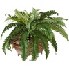image:imageNearly Natural Boston Fern in Metallic PlanterGreen