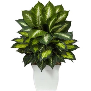 image:imageNearly Natural 2 ft Artificial Golden Dieffenbachia Faux Desk Room Decor