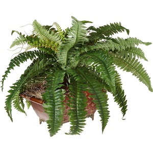 image:imageNearly Natural Boston Fern in Metallic PlanterGreen