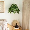 image:imageNearly Natural 24Inch UV Resistant Artificial Philodendron  IndoorOutdoor Hanging Basket with 50 Warm White LED Lights Battery Operated