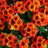 image:imageNearly Natural 24in UV Resistant Artificial Chrysanthemum Hanging Basket IndoorOutdoorOrange