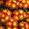 image:imageNearly Natural 24in UV Resistant Artificial Chrysanthemum Hanging Basket IndoorOutdoorRed