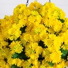 image:imageNearly Natural 24in UV Resistant Artificial Chrysanthemum Hanging Basket IndoorOutdoorYellow