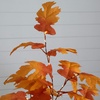image:imageNearly Natural 3ft PreLit Autumn Maple Artificial Fall Tree with 80 Warm White LED Lights