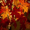 image:imageNearly Natural 4ft PreLit Autumn Weeping Maple Artificial Fall Tree with 180 Warm White LED Lights